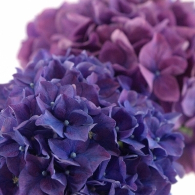 Hortenzie M ROYAL KING