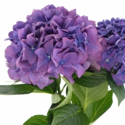 Hortenzie M ROYAL KING 60 cm