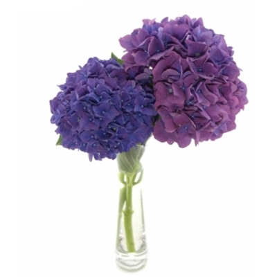 Hortenzie M ROYAL KING