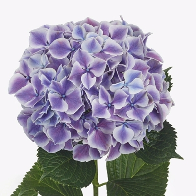 Hortenzie M SUNSATION PURPLE  40cm