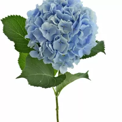Hortenzie M VERENA BLUE 80cm