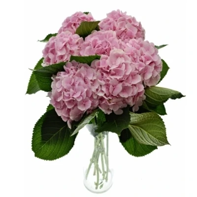 Hortenzie MACROPHYLLA APHRODITE (ROZE)