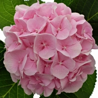 Hortenzie MACROPHYLLA APHRODITE (ROZE)