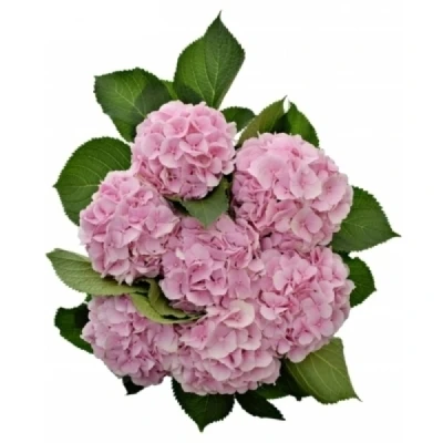 Hortenzie MACROPHYLLA CASSANOVA