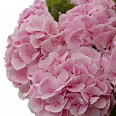 Hortenzie MACROPHYLLA CASSANOVA