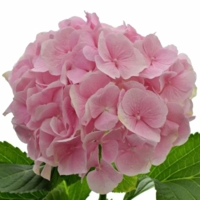 Hortenzie MACROPHYLLA CASSANOVA 50 cm