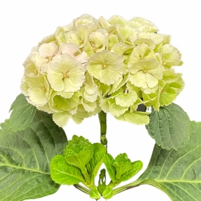 Hortenzie MACROPHYLLA LOLLY POP CLASSIC 40cm
