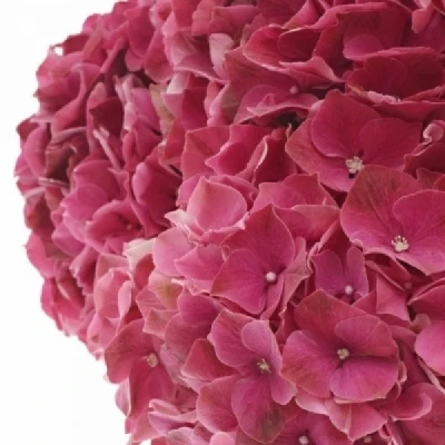 Hortenzie MACROPHYLLA MAGICAL DARK RUBY