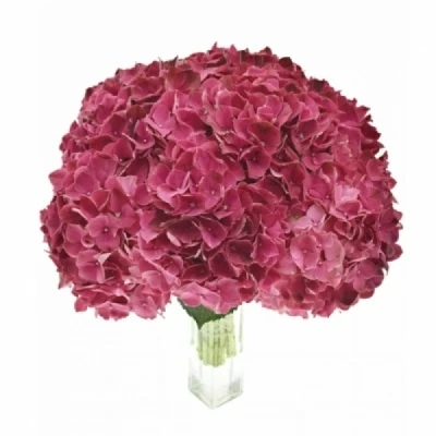 Hortenzie MACROPHYLLA MAGICAL DARK RUBY