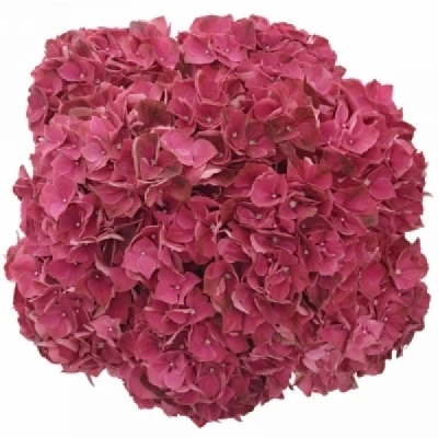 Hortenzie MACROPHYLLA MAGICAL DARK RUBY