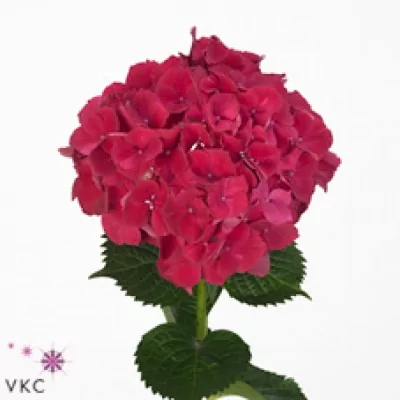Hortenzie MACROPHYLLA MAGICAL RUBYRED 50cm