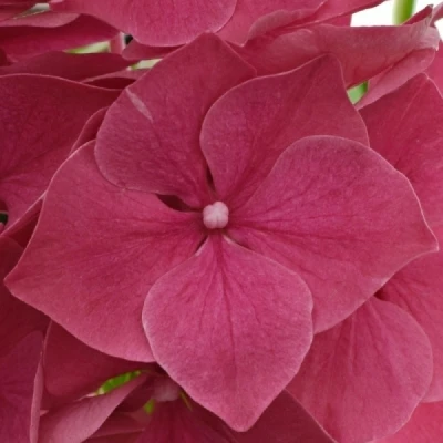 Hortenzie MACROPHYLLA MON AMOUR