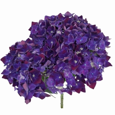 Hortenzie MACROPHYLLA MON AMOUR PURPLE