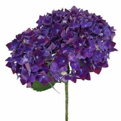 Hortenzie MACROPHYLLA MON AMOUR PURPLE