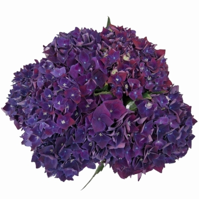 Hortenzie MACROPHYLLA MON AMOUR PURPLE