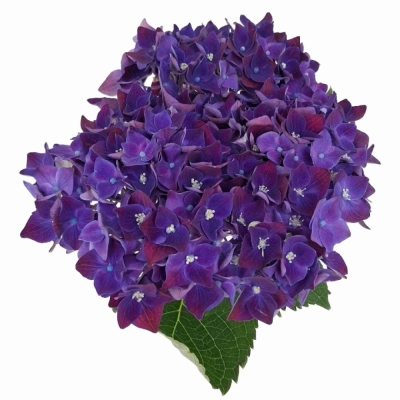 Hortenzie MACROPHYLLA MON AMOUR PURPLE 40 cm
