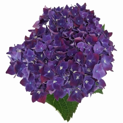 Hortenzie MACROPHYLLA MON AMOUR PURPLE