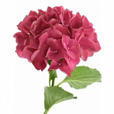 Hortenzie MACROPHYLLA MON AMOUR 40cm