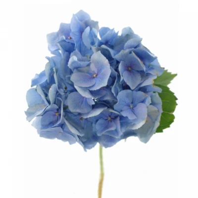 Hortenzie MACROPHYLLA MY BEAUTIFUL HEAVEN 50cm