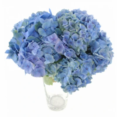 Hortenzie MACROPHYLLA MY BEAUTIFUL HEAVEN