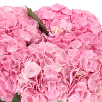 Hortenzie MACROPHYLLA MY BEAUTIFUL HEAVEN 50 cm
