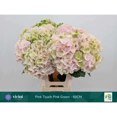 Hortenzie MACROPHYLLA MY BEAUTIFUL PINKTOUCH CLASSIC 50 cm