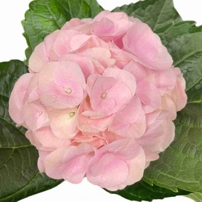 Hortenzie MACROPHYLLA MY BEAUTIFUL PINKTOUCH ROZE 40 cm