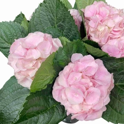 Hortenzie MACROPHYLLA MY BEAUTIFUL PINKTOUCH ROZE