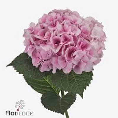 Hortenzie MACROPHYLLA MY BEAUTIFUL VIENNA 50cm