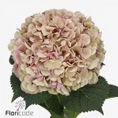 Hortenzie MACROPHYLLA MY BEAUTIFUL VIENNA CLASSIC 40cm