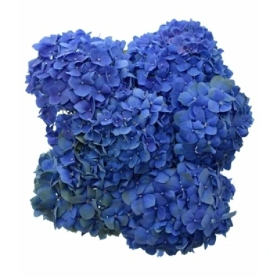 Hortenzie MACROPHYLLA POMPIDOU