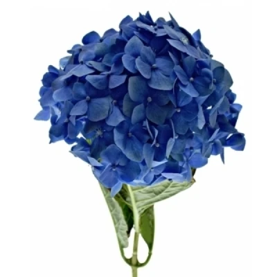 Hortenzie MACROPHYLLA POMPIDOU 60 cm