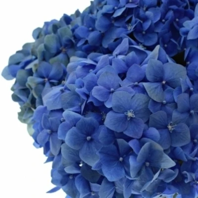 Hortenzie MACROPHYLLA POMPIDOU