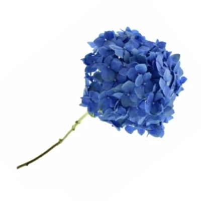 Hortenzie MACROPHYLLA POMPIDOU