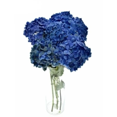 Hortenzie MACROPHYLLA POMPIDOU