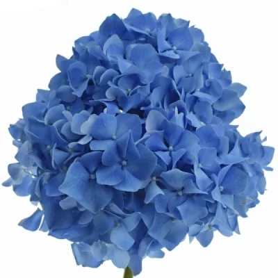 Hortenzie MACROPHYLLA ROYAL PARADE 60cm