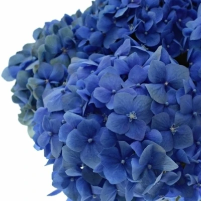 Hortenzie MACROPHYLLA ROYAL SALUTE