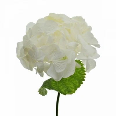 Hortenzie MACROPHYLLA SWEET VERENA 50 cm