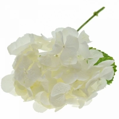 Hortenzie MACROPHYLLA SWEET VERENA