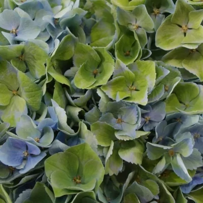 Hortenzie MAGICAL OPAL CLASSIC