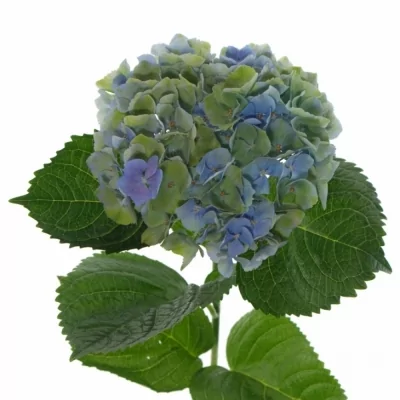 Hortenzie MACROPHYLLA MAGICAL OPAL CLASSIC 60cm