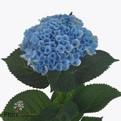 Hortenzie MACROPHYLLA MAGICAL REVOLUTION BLAU 60cm