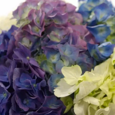 Hortenzie MIX 30cm