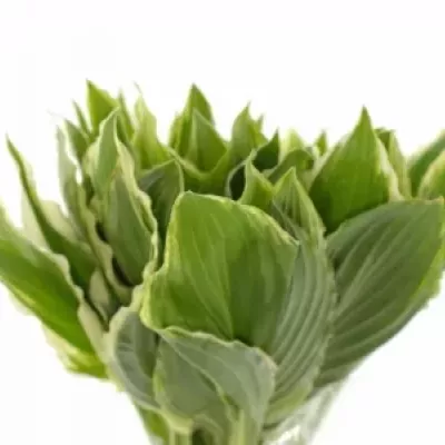 HOSTA