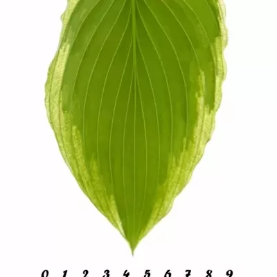 HOSTA