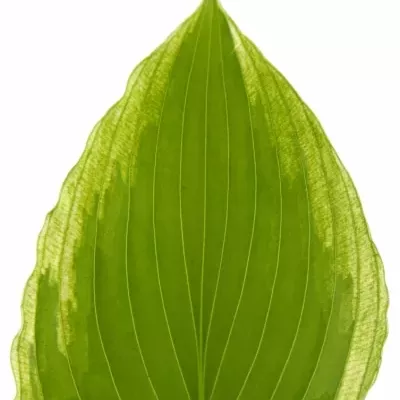 HOSTA