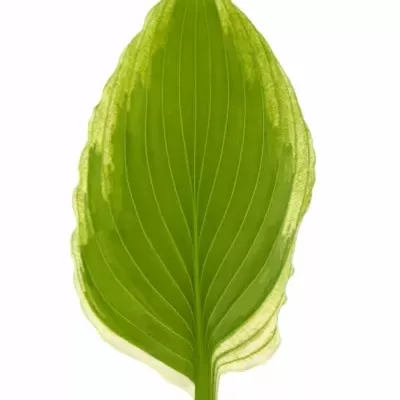 HOSTA