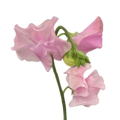 Hrachor ODORATUS PARFUM PASTEL PINK 35 cm