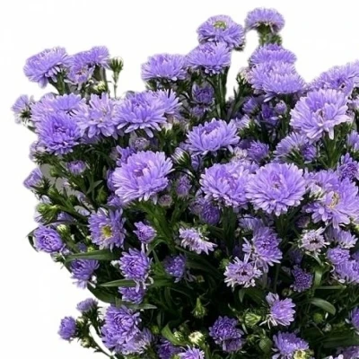 Hvězdnice DOUBLE DATE MILKA