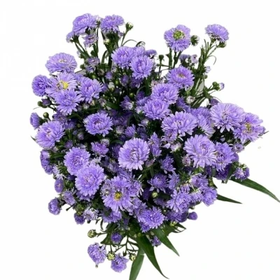 Hvězdnice DOUBLE DATE MILKA